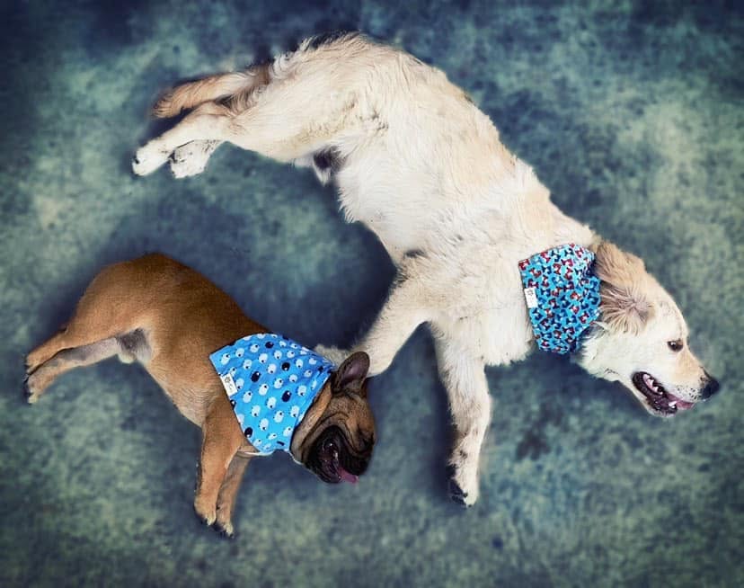 Tőletek kaptuk – Tuci kutyus